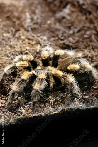 Spider brachypelma auratum in a terrarium closeup