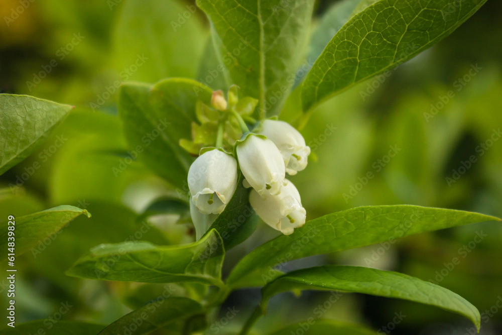 Blueberry flowers close up, macro white flowers, Vaccinium corymbosum Blueberry flowers close up, macro white flowers, Vaccinium corymbosum