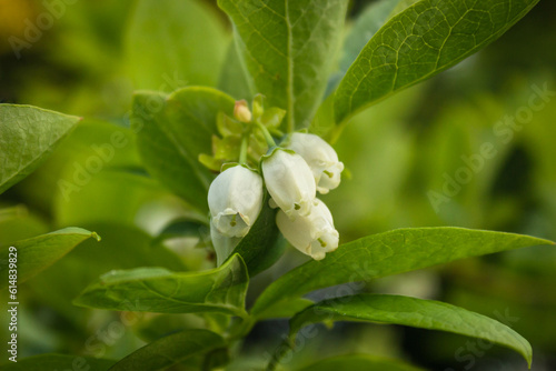 Blueberry flowers close up, macro white flowers, Vaccinium corymbosum