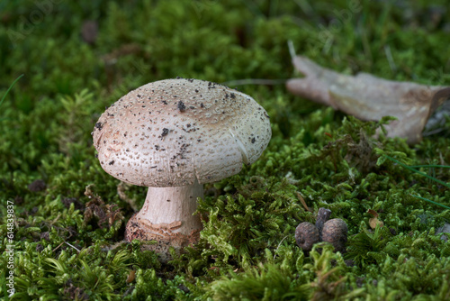 Edible mushroom Amanita rubescens in the moss. Known as Eurasian Blusher. Wild mushroom the the oak forest.