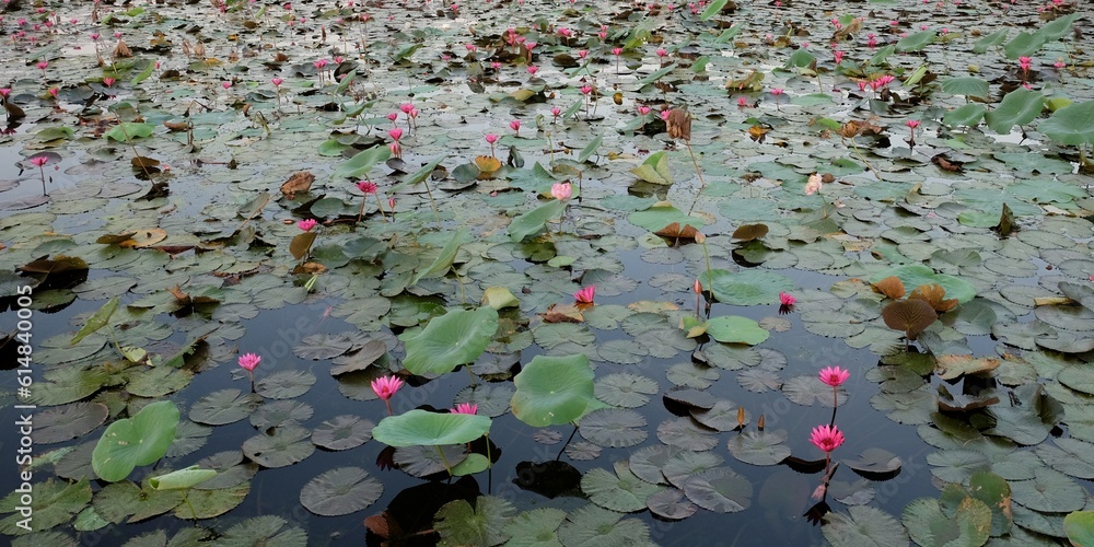 The surface of the pond is covered with many leaves of lilies and lotuses, water flowers, landscape. The surface of the pond is covered with many leaves of lilies and lotuses, water flowers, landscape.