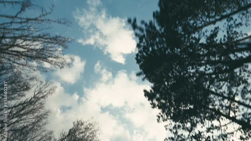 blue sky with clouds through the forest bottom View from the driving car blue sky with clouds through the forest bottom View from the driving car