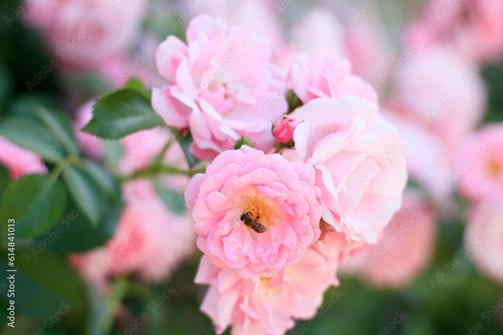 pink rose bush pink rose bush