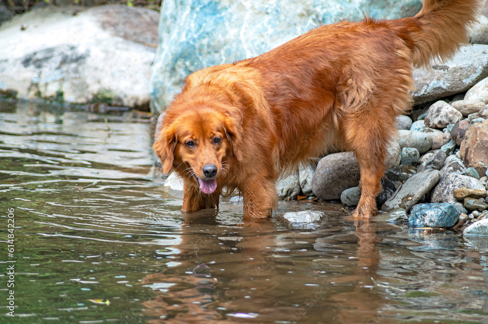 A golden retriever playing in a river on an overcast day
