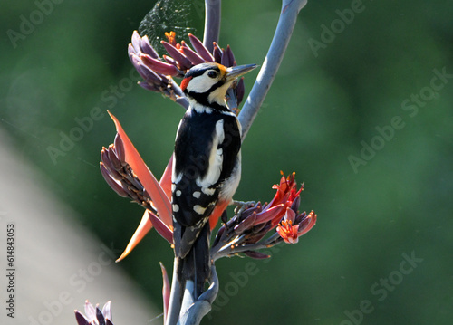 Pic Epeiche sur les fleurs d'un Phormium photo