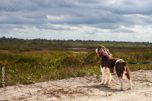 English springer spaniel dog looking off into the everglades