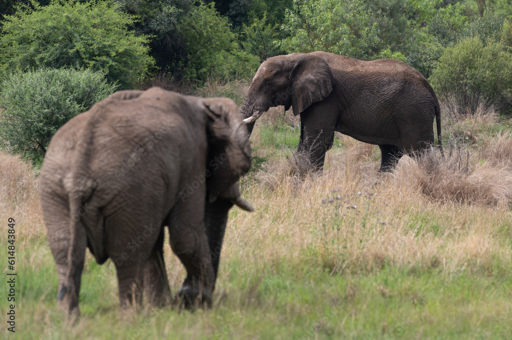 Loxodonta africana - African bush elephant - African savanna elephant - Éléphant de savane d'Afrique - Éléphant de savane - Elephant africain