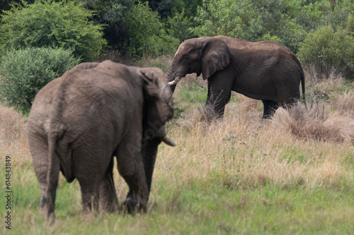 Loxodonta africana - African bush elephant - African savanna elephant - Éléphant de savane d'Afrique - Éléphant de savane - Elephant africain © Thomas
