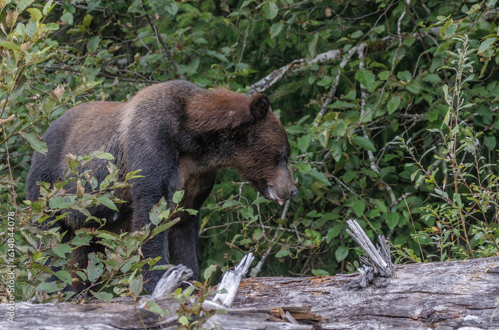 Grizzlybär, Kanada, Landscape, Wildnis Grizzlybär, Kanada, Landscape, Wildnis