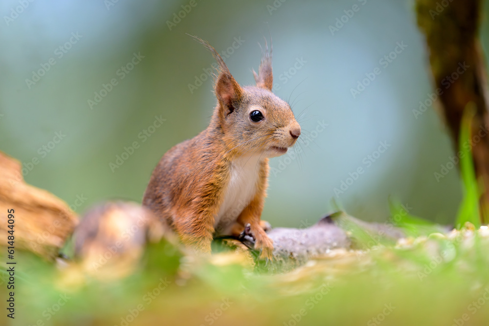 Fototapeta premium Cute Norwegian Red squirrel (Sciurus vulgaris) in sommer forest