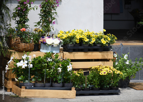 Product image of a flower shop:flowers,such as roses,lilies,arctotis,brugmansia,gloxinia and others,in cups, in wicker baskets, gift box in and on boxes against the background of a wall, several steps