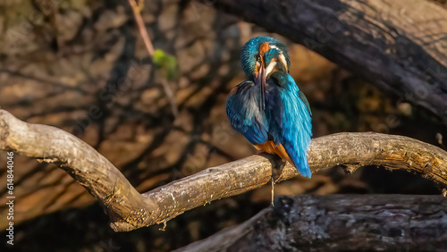 Eisvogel, Wildnis, Oder, Oderbruch,  photo