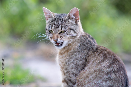 Wallpaper Mural Ziewający kot1 Torontodigital.ca