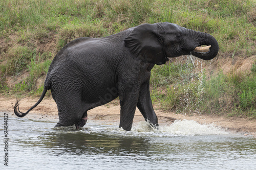 Loxodonta africana - African bush elephant - African savanna elephant -   l  phant de savane d Afrique -   l  phant de savane - Elephant africain