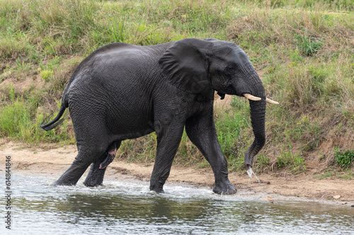 Loxodonta africana - African bush elephant - African savanna elephant -   l  phant de savane d Afrique -   l  phant de savane - Elephant africain