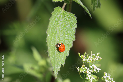 Ladybug on green leaf