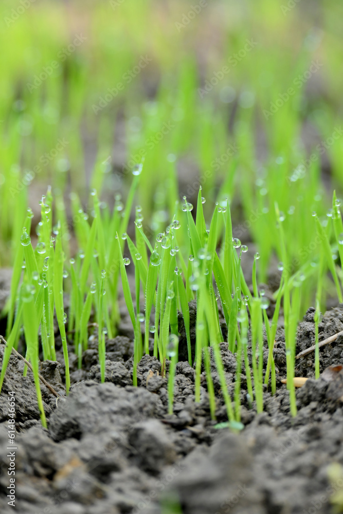 closeup the bunch green ripe paddy plant soil heap and growing in the farm with water drops soft focus natural green brown background. closeup the bunch green ripe paddy plant soil heap and growing in the farm with water drops soft focus natural green brown background.