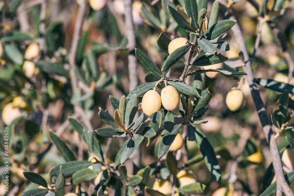 Discover the scenic Olive Fruit Farm, nestled in the heart of the countryside, where rows upon rows of olive trees thrive under the warm sun