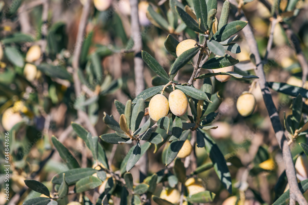 Discover the scenic Olive Fruit Farm, nestled in the heart of the countryside, where rows upon rows of olive trees thrive under the warm sun