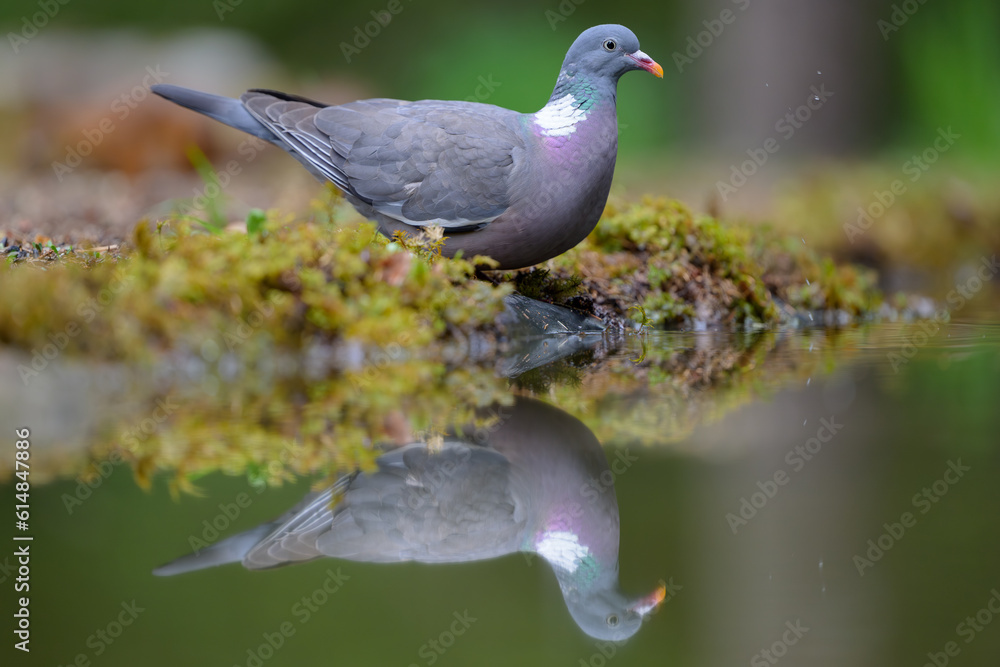 Obraz premium Stock dove (Columba oenas)&nbsp;in green forest