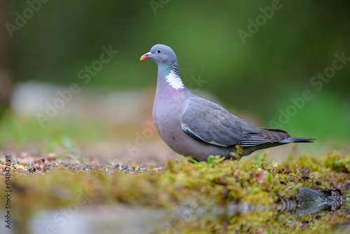 Stock dove (Columba oenas) in green forest