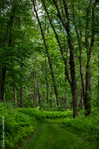 Footpath in the forest