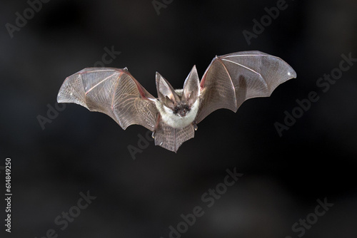 Flying Grey long eared bat photo