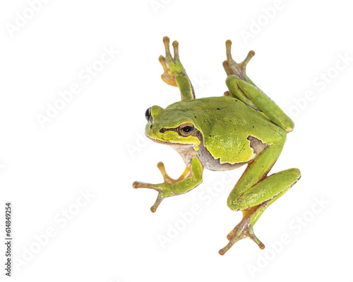 European tree frog on white background