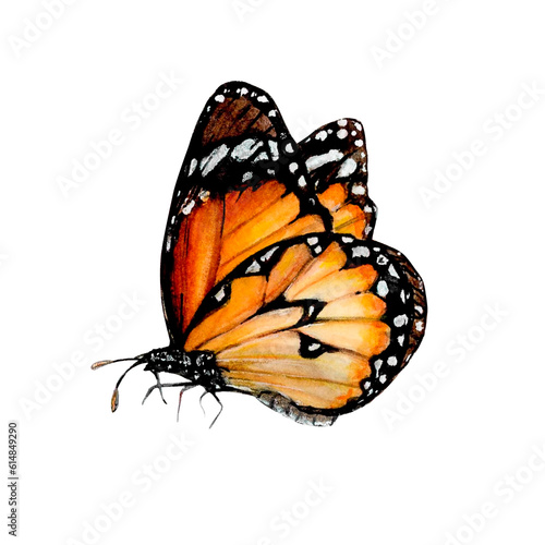 Butterfly of an orange monarch Watercolor Illustration © Belenova_art