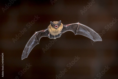 Flying Pipistrelle bat in front of brick wall photo