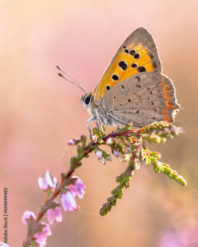 Small copper butterfly resting on heath Small copper butterfly resting on heath