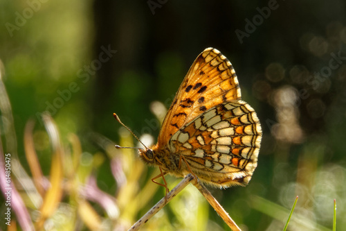 Heath fritillary in the forest.