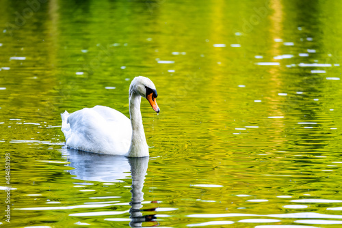 Fototapeta Naklejka Na Ścianę i Meble -  White swan peacefully gliding through crystal clear waters in a serene pond.