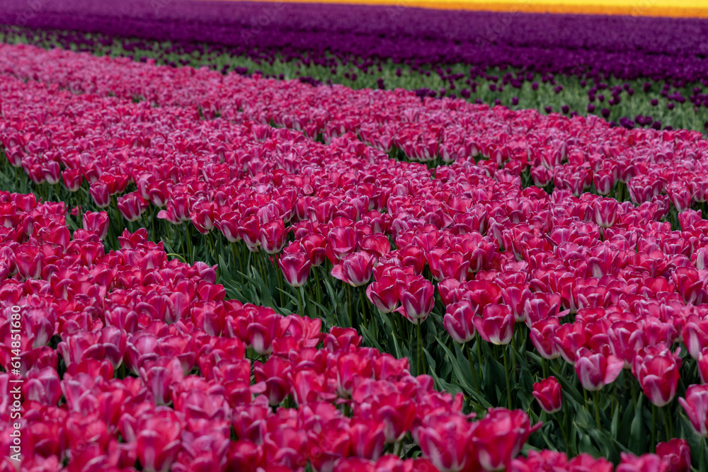 Field of vibrant pink tulips in Netherlands
