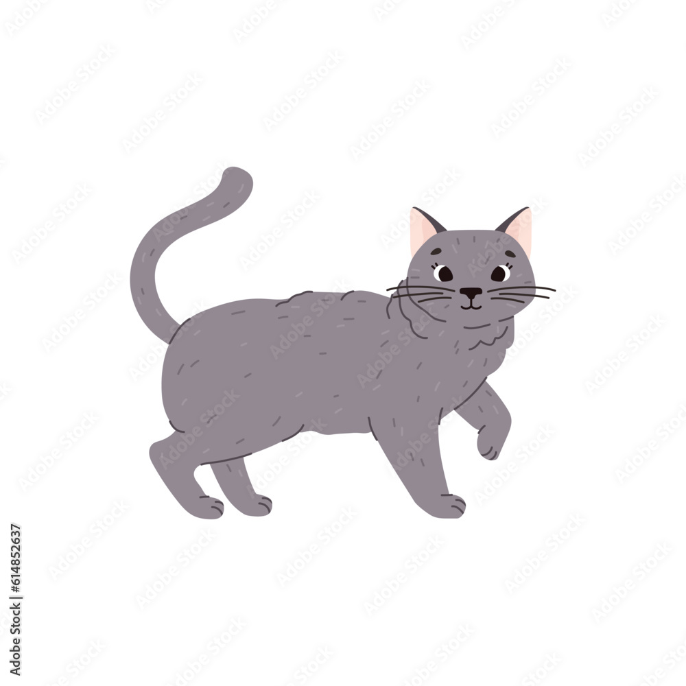 Cute and funny cat of british shorthair breed, flat vector illustration isolated on white background. Cute and funny cat of british shorthair breed, flat vector illustration isolated on white background.