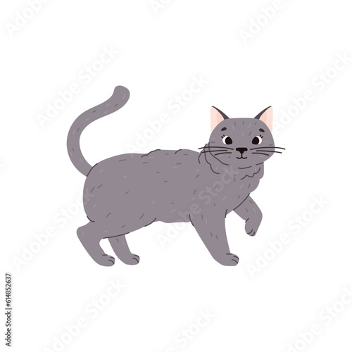 Cute and funny cat of british shorthair breed, flat vector illustration isolated on white background.