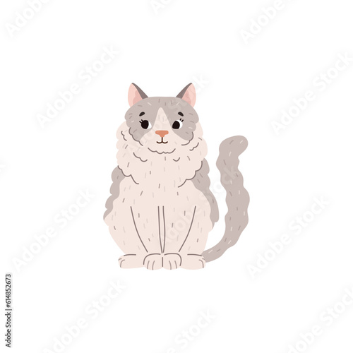 Fluffy ragdoll cat sitting, cartoon flat vector illustration isolated on white background.