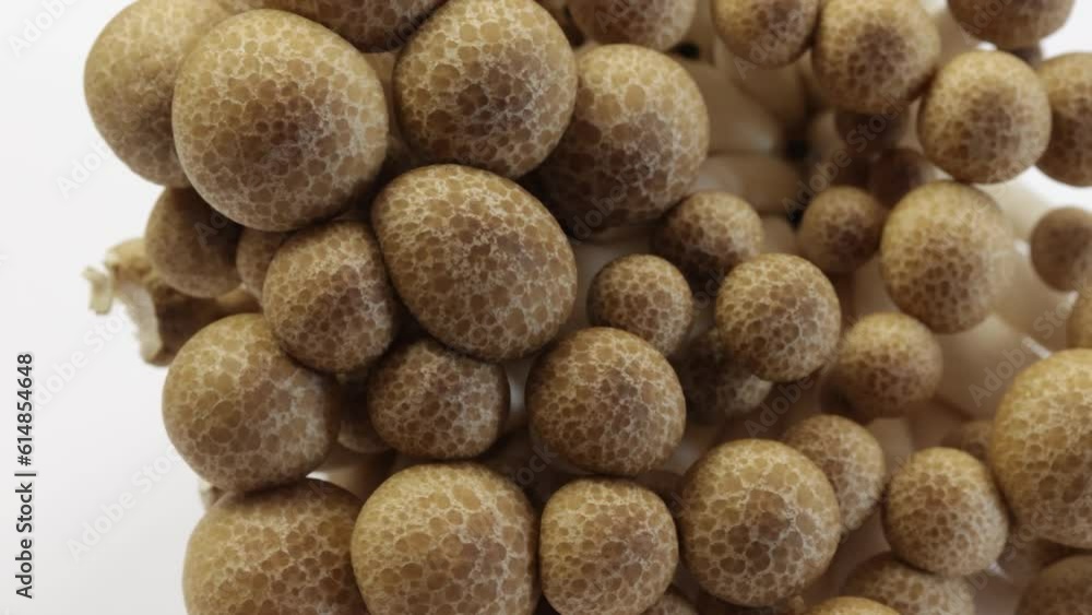 groupe de champignons bruns bunas Himeji isolé groupe de champignons bruns bunas Himeji isolé