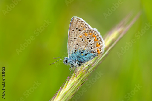 Wallpaper Mural Macro shots, Beautiful nature scene. Closeup beautiful butterfly sitting on the flower in a summer garden. Torontodigital.ca