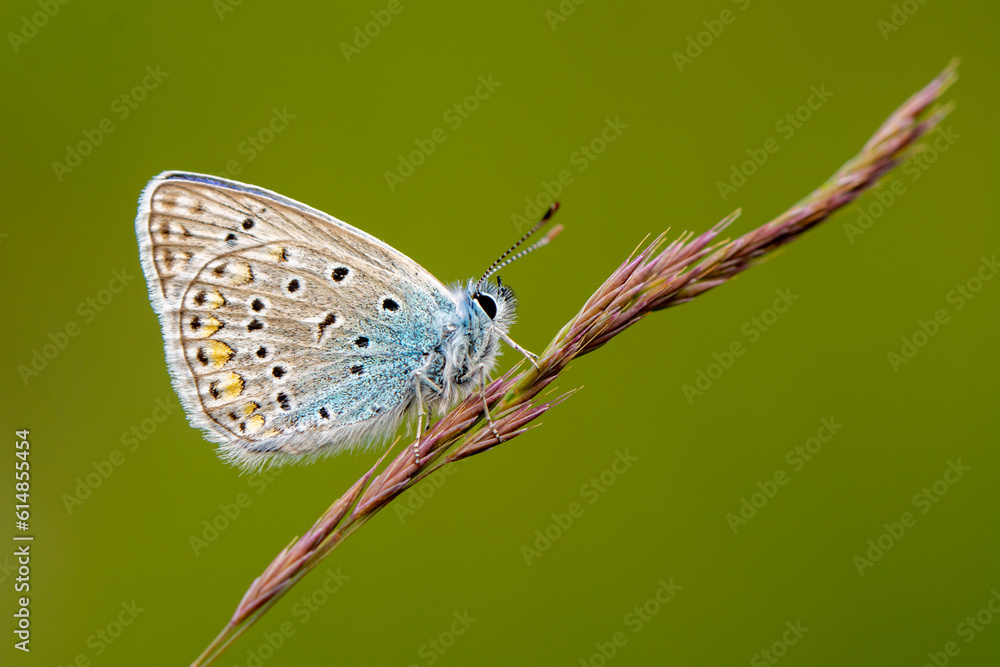 Macro shots, Beautiful nature scene. Closeup beautiful butterfly sitting on the flower in a summer garden. Macro shots, Beautiful nature scene. Closeup beautiful butterfly sitting on the flower in a summer garden.