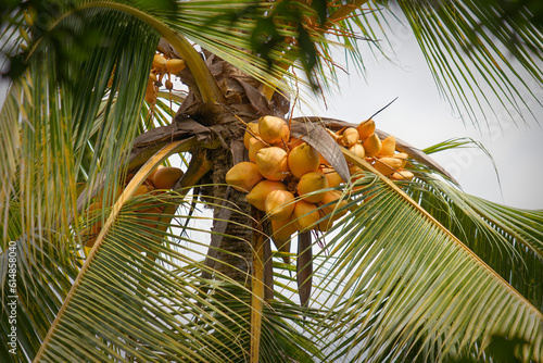 King coconut ripen in the tree with fresh and refreshing look photo