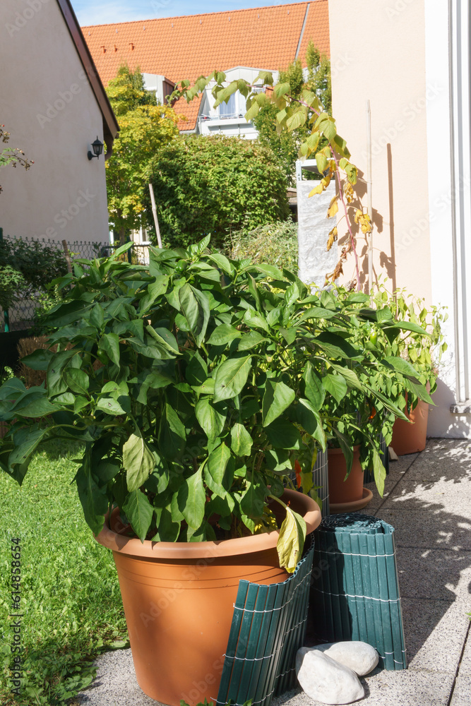 pots with flowers