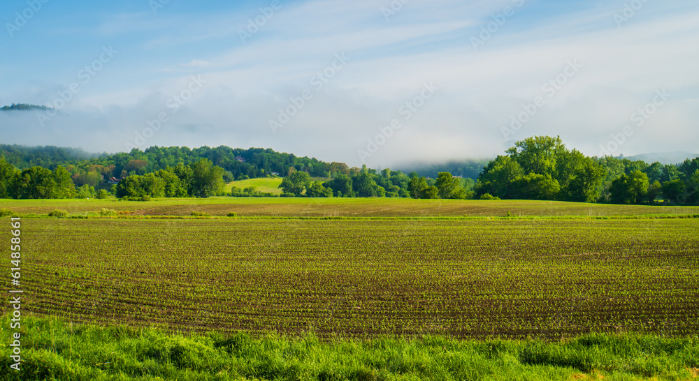 recently planted fields of corn in early summer in Vermont
