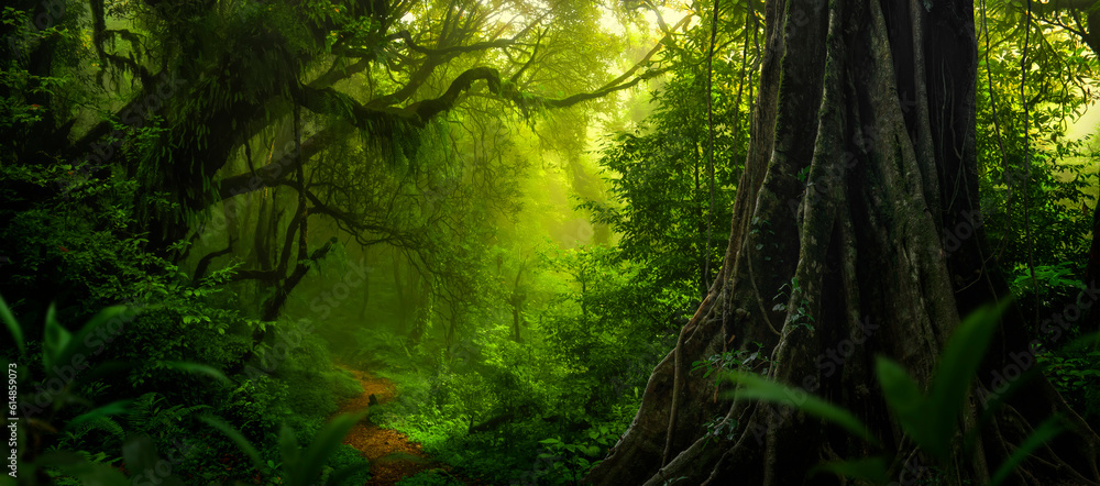 Tropical rain forest with big tree