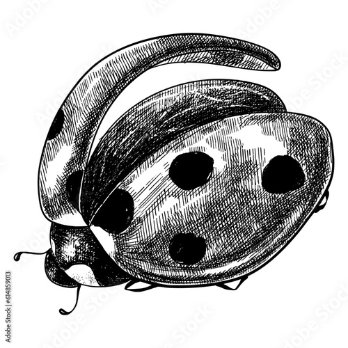 Sketch ladybug on white background, pen and ink vintage animal illustration.