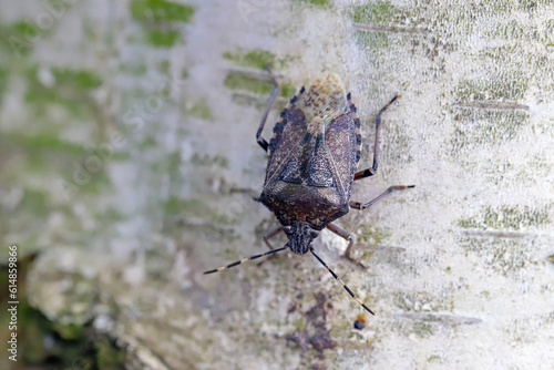 Hairy shieldbug Dolycoris baccarum on birch bark.