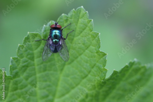 Common green bottle fly (blow fly, Lucilia sericata) on a green leaf. 