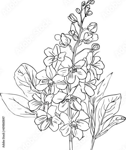 Delphinium flower sketch. vintage larkspur drawing, delphinium flower coloring  book hand drawn botanical spring elements bouquet of larkspur flower line art, coloring page, vector 