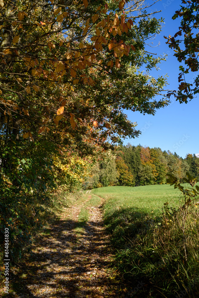Fototapeta premium autumn in the forest