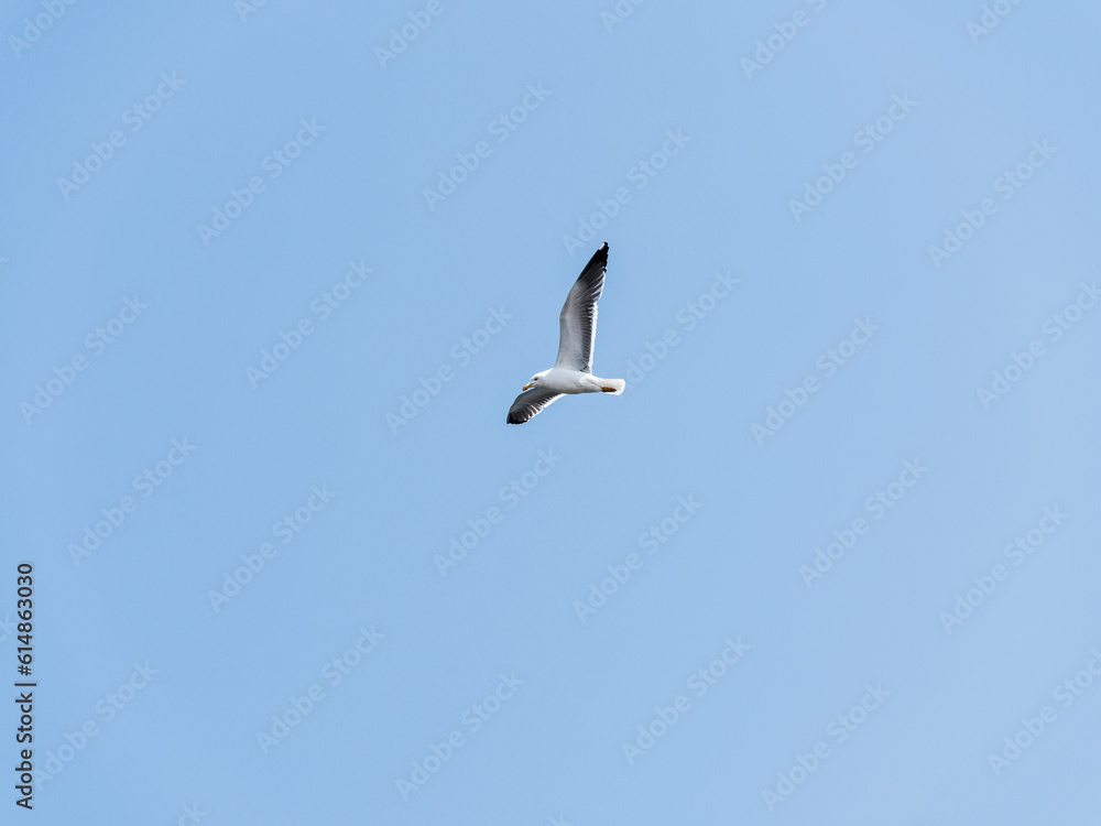 Obraz premium Gull in flight with copy space on blue sky